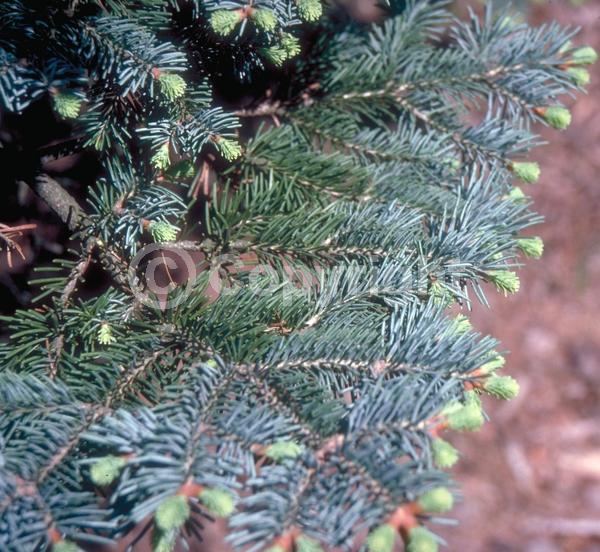 Red blooms; Evergreen; Needles or needle-like leaf; North American Native