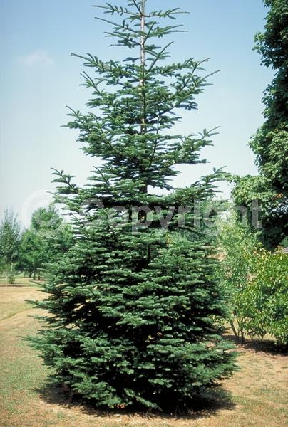 Evergreen; Needles or needle-like leaf; North American Native