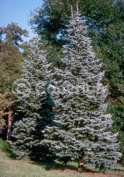 Red blooms; Evergreen; Needles or needle-like leaf; North American Native