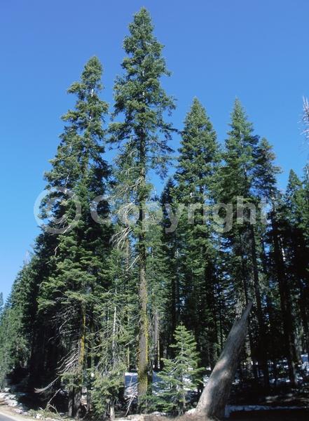 Evergreen; Needles or needle-like leaf; North American Native