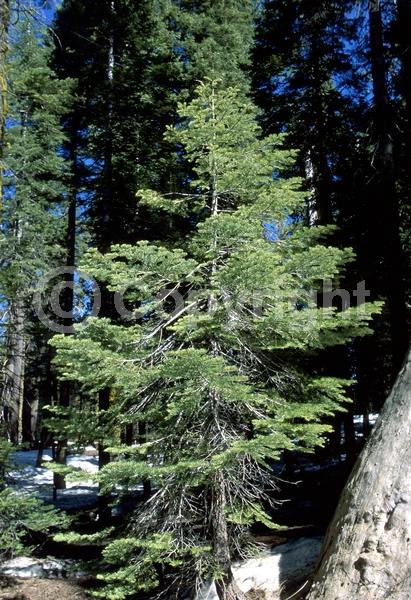 Evergreen; Needles or needle-like leaf; North American Native