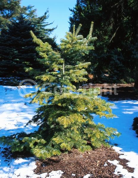 Red blooms; Evergreen; Needles or needle-like leaf