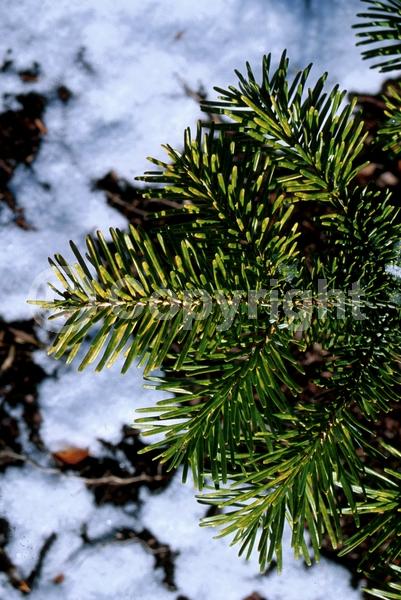 Red blooms; Evergreen; Needles or needle-like leaf
