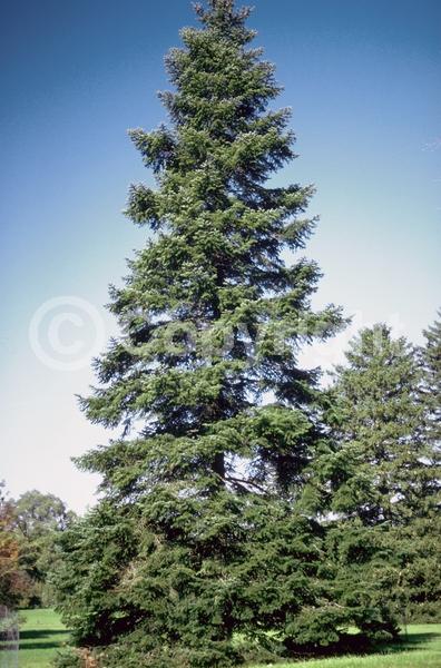 Evergreen; Needles or needle-like leaf