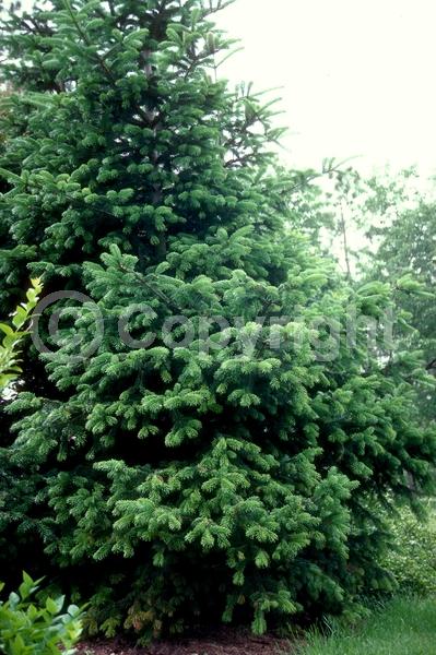 Evergreen; Needles or needle-like leaf