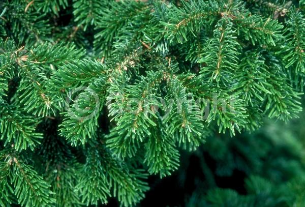 Evergreen; Needles or needle-like leaf