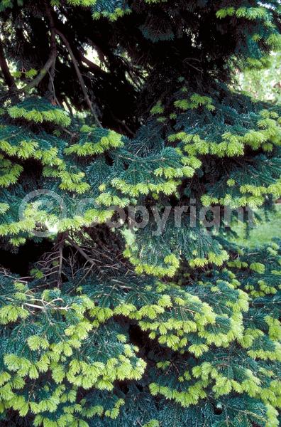 Evergreen; Needles or needle-like leaf