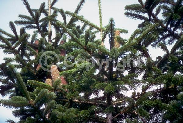 Red blooms; Evergreen; Needles or needle-like leaf