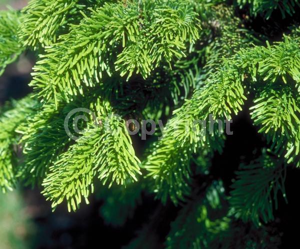 Red blooms; Evergreen; Needles or needle-like leaf