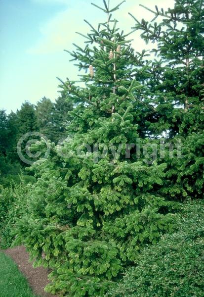 Red blooms; Evergreen; Needles or needle-like leaf