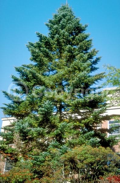 Red blooms; Evergreen; Needles or needle-like leaf