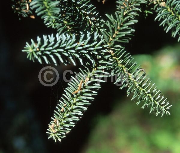 Evergreen; Needles or needle-like leaf