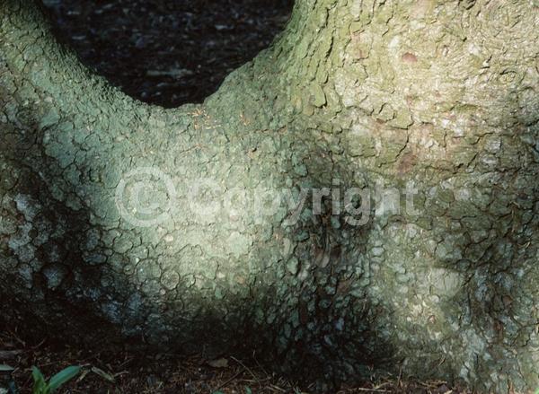 Evergreen; Needles or needle-like leaf