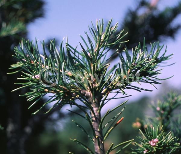 Red blooms; Evergreen; Needles or needle-like leaf
