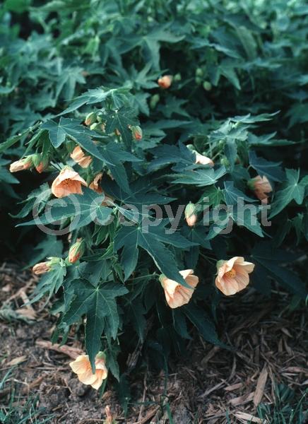Yellow blooms; Evergreen; Broadleaf
