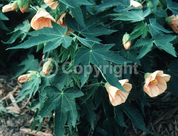 Yellow blooms; Evergreen; Broadleaf
