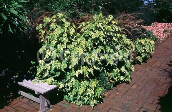 Orange blooms; Salmon blooms; Evergreen; Broadleaf