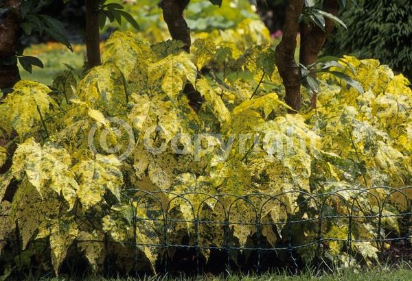 Orange blooms; Salmon blooms; Evergreen; Broadleaf