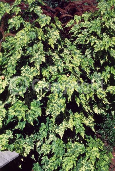 Orange blooms; Salmon blooms; Evergreen; Broadleaf