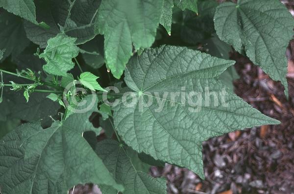 Red blooms; Orange blooms; Yellow blooms; Purple blooms; White blooms; Salmon blooms; Evergreen; Broadleaf