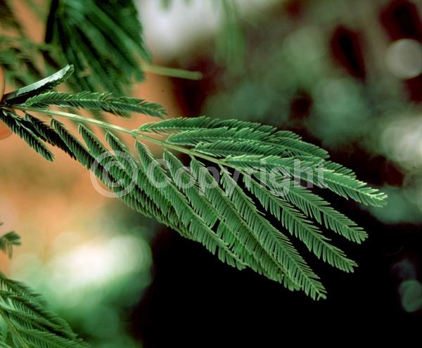 White blooms; Deciduous