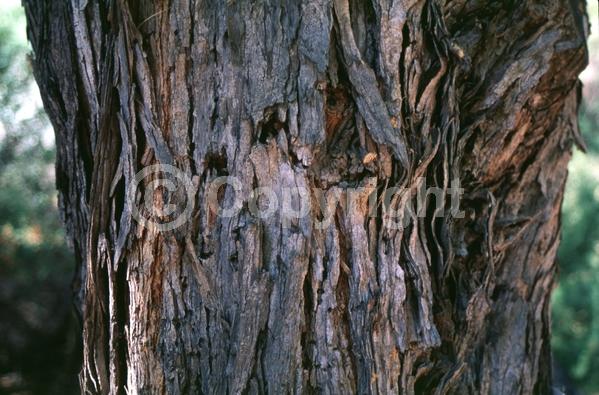 White blooms; Deciduous