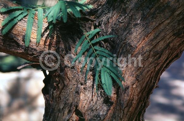 White blooms; Deciduous