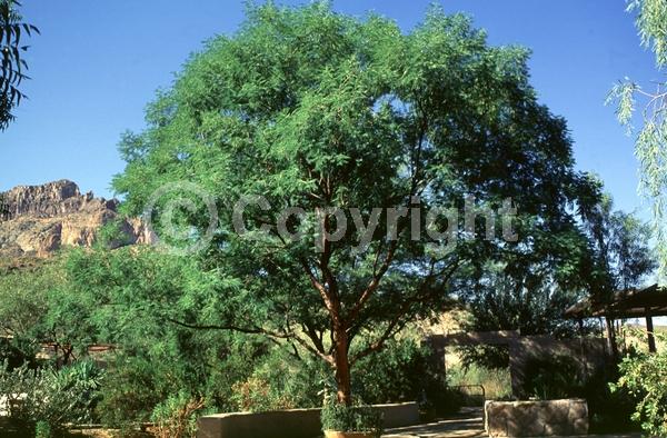 White blooms; Deciduous