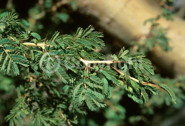 Yellow blooms; Evergreen; Broadleaf