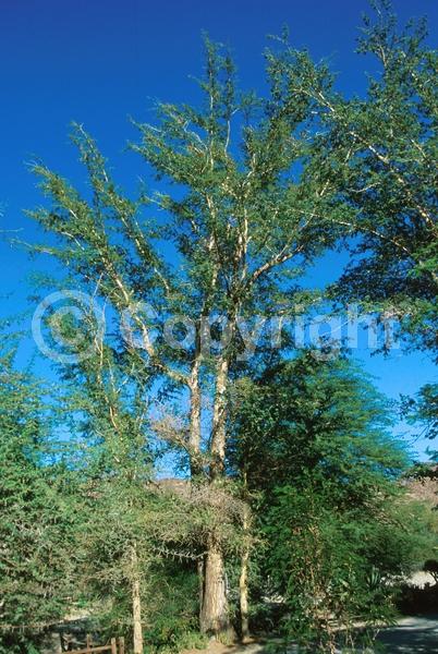 Yellow blooms; Evergreen; Broadleaf