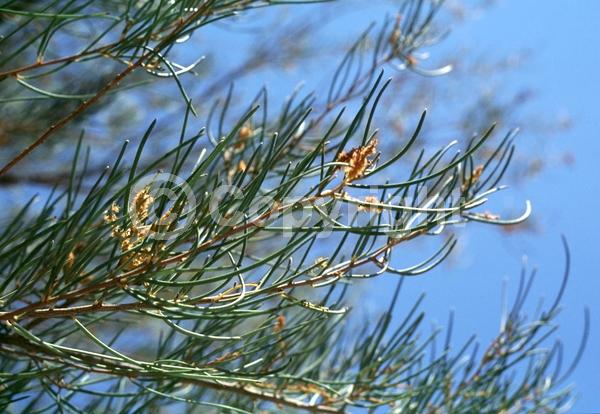 Yellow blooms; Evergreen