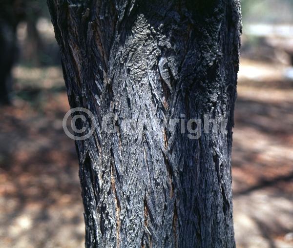 Yellow blooms; Evergreen