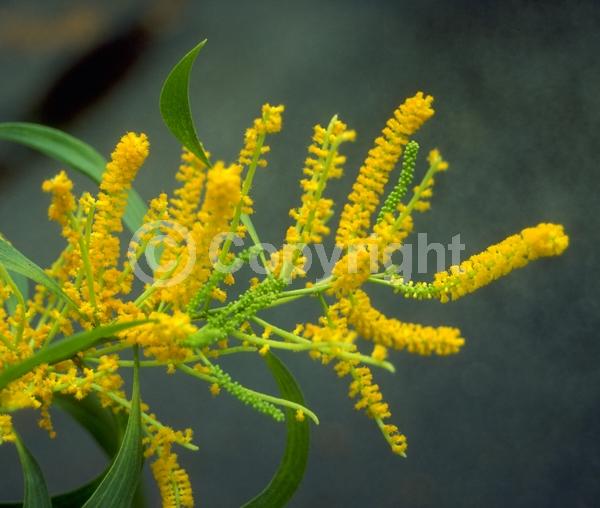 Yellow blooms; Evergreen; Broadleaf