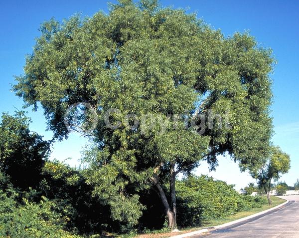 Yellow blooms; Evergreen; Broadleaf