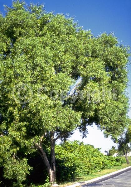 Yellow blooms; Evergreen; Broadleaf