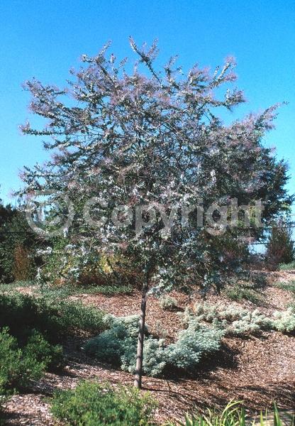 Yellow blooms; Evergreen; Broadleaf