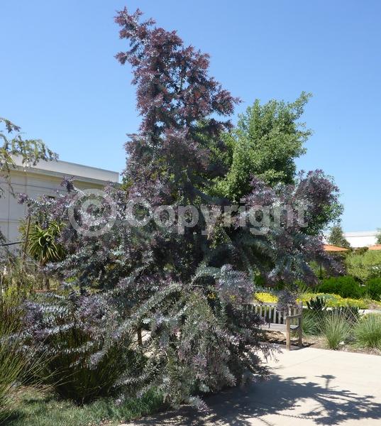 Yellow blooms; Evergreen; Broadleaf