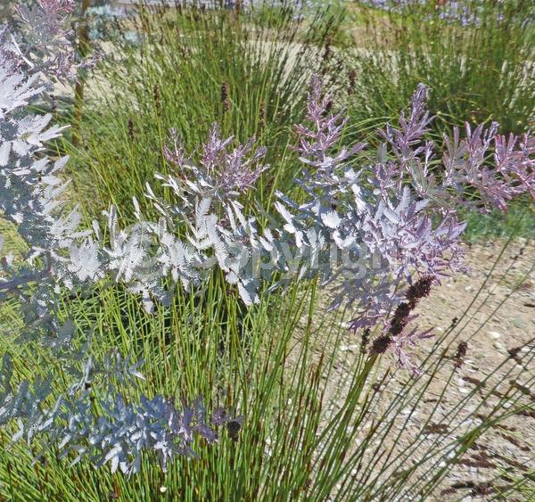 Yellow blooms; Evergreen; Broadleaf