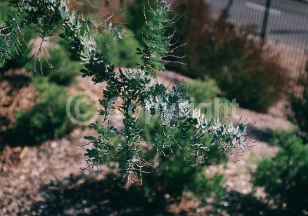 Yellow blooms; Evergreen; Broadleaf