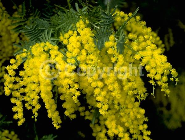 Yellow blooms; Evergreen; Broadleaf; 