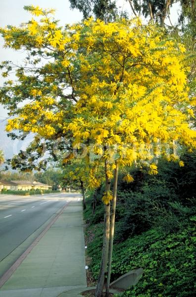 Yellow blooms; Evergreen; Broadleaf; 