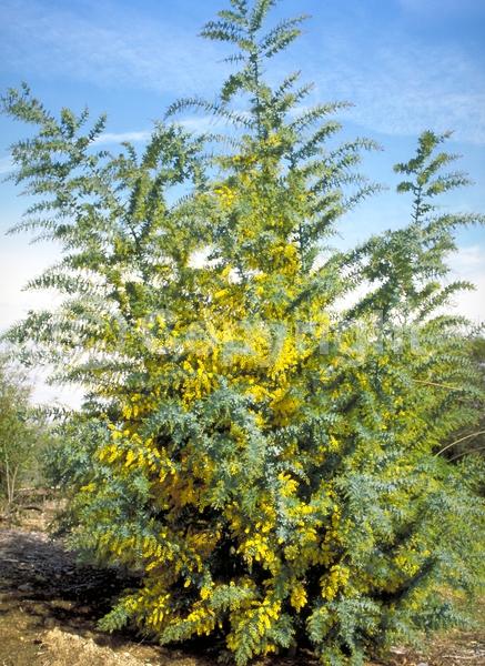 Yellow blooms; Evergreen; Broadleaf; 