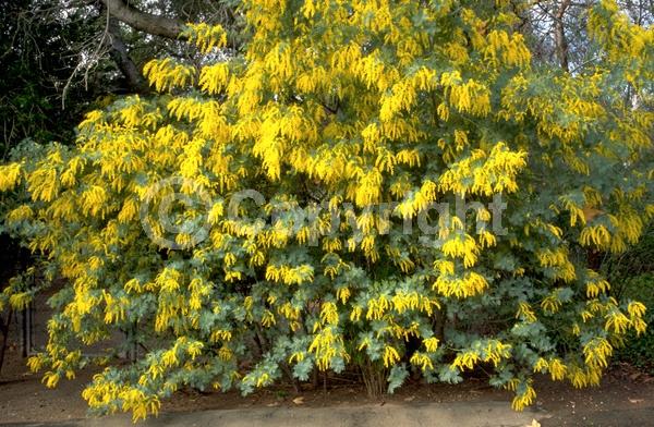 Yellow blooms; Evergreen; Broadleaf; 