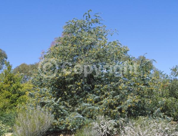 Yellow blooms; Evergreen; Broadleaf; 