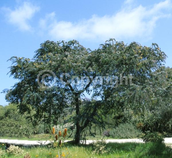 Yellow blooms; Evergreen; Broadleaf; 