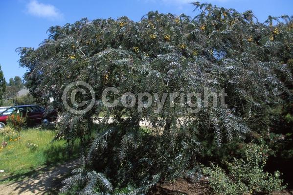 Yellow blooms; Evergreen; Broadleaf; 