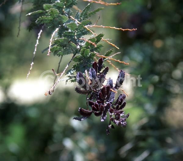 Yellow blooms; Evergreen; Broadleaf; 