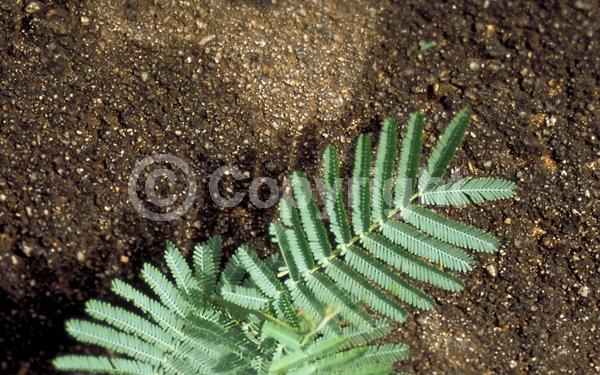 Yellow blooms; Evergreen; Broadleaf; 