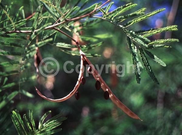 White blooms; Deciduous; North American Native