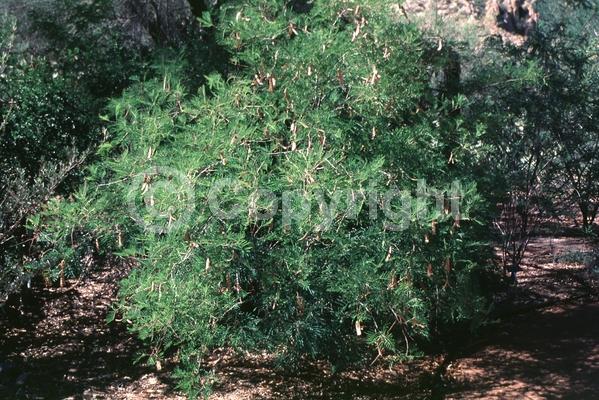 White blooms; Deciduous; North American Native